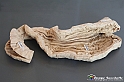 VBS_2766 - Stomaco. Mucosa gastrica - Mostra Body Worlds